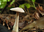 Mooshy Mushroom I